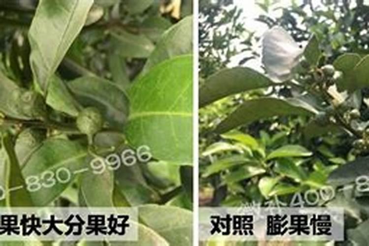 柑橘开春用什么肥料 柑橘春季施肥技术介绍