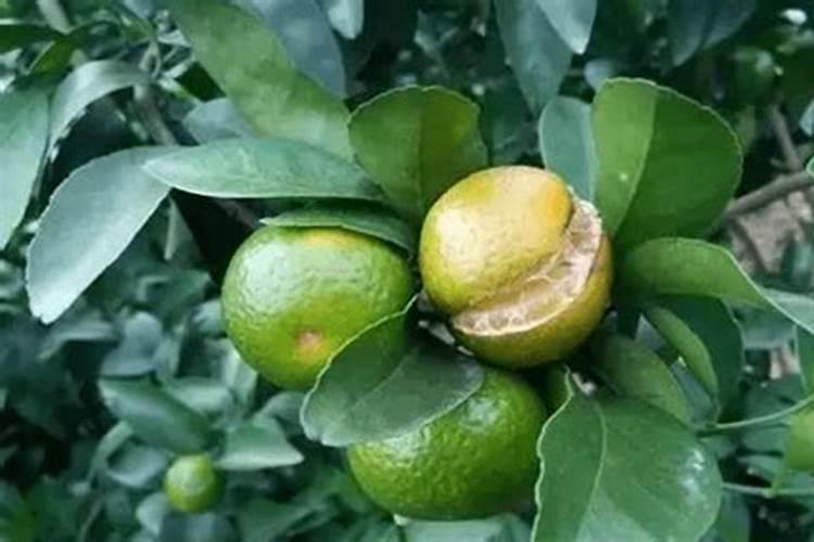 柑橘夏季施什么肥？