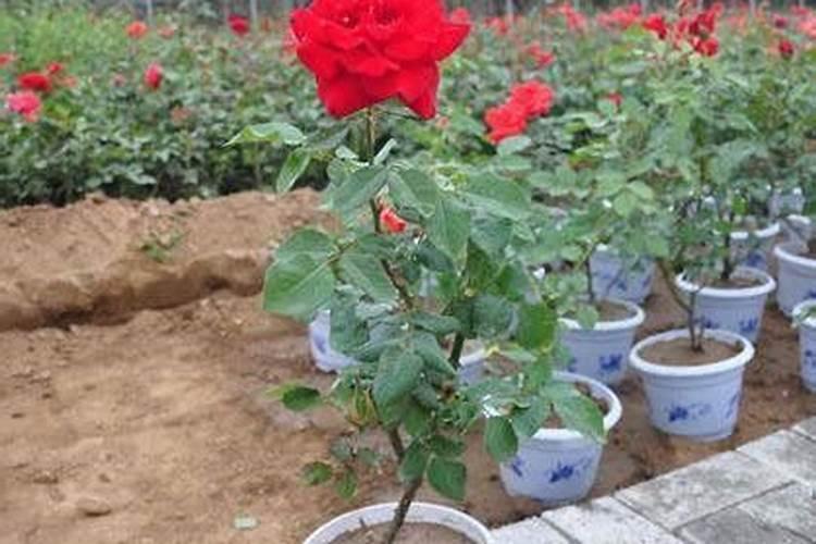 月季买回来种下多久才能施肥