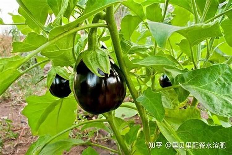 藜麦的种植技术有哪些