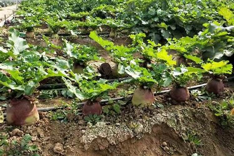 大棚种植茄子需要什么肥料