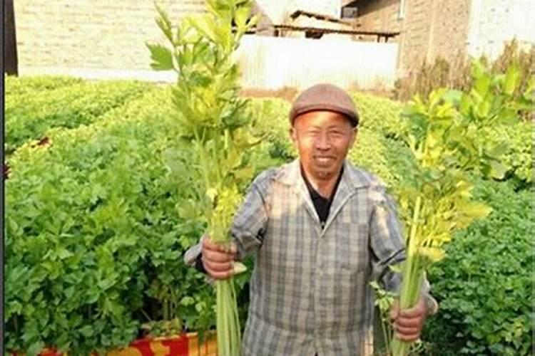 《本草精荟》:瓜蒌的功效与应用