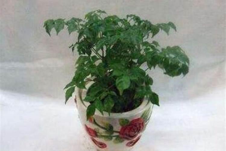 种植辣椒的时间和方法有哪些？