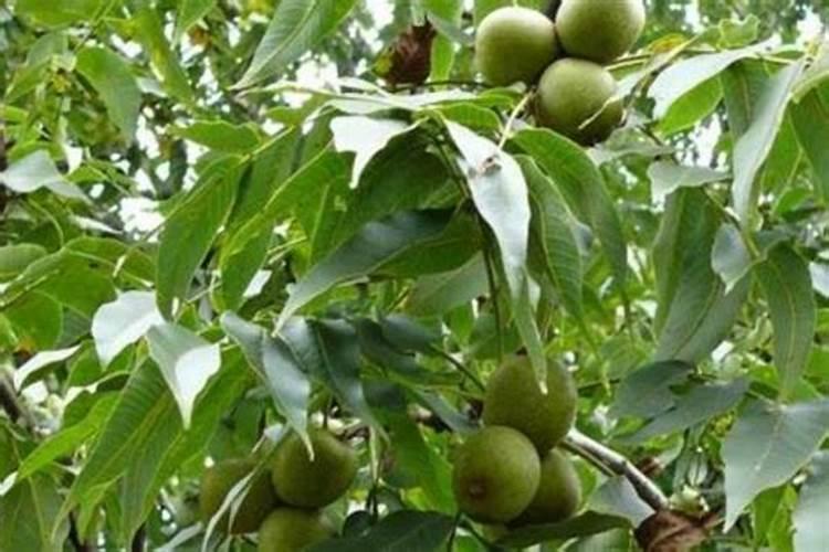 核桃树需要哪些肥料