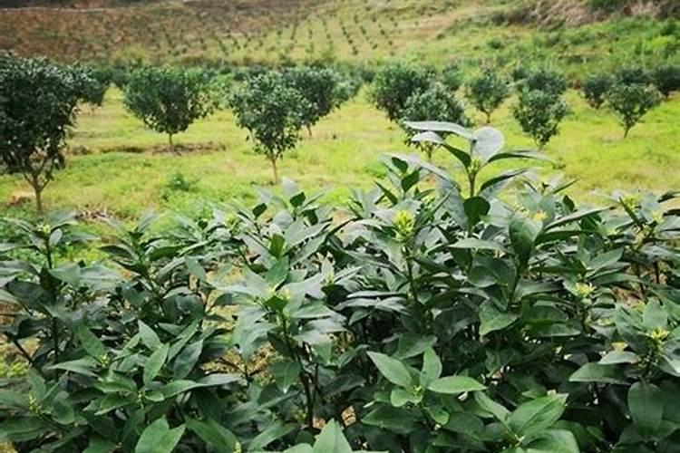 多肉植物浇水需要添加什么,多肉植物用什么肥料(图)