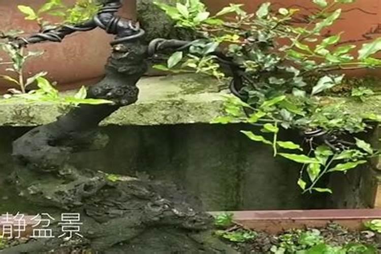 微量元素和常量元素有什么区别？