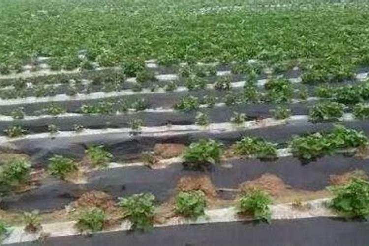 磷酸二氢钾分析纯