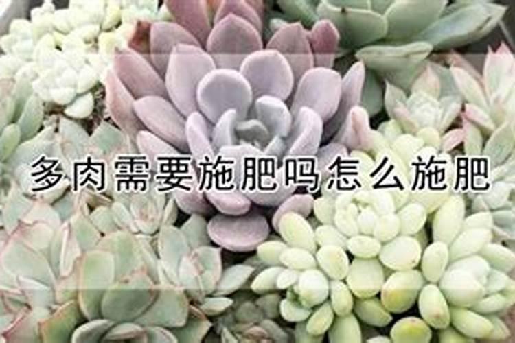 海棠花苗什么肥长得最旺