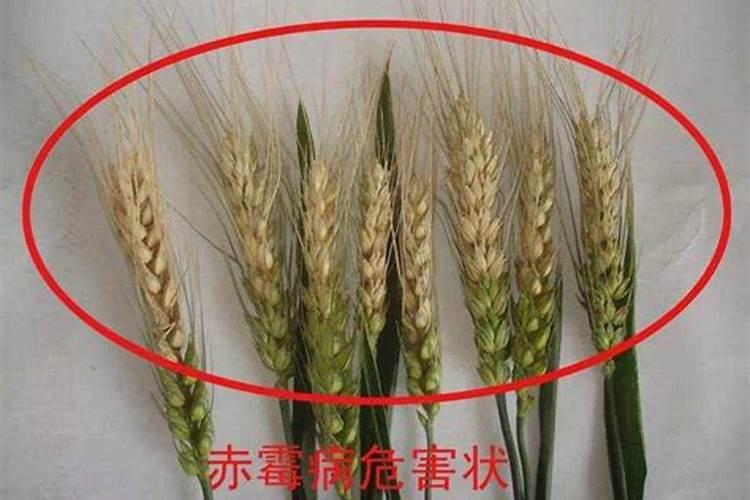 尿素兑水浇花多久见效 尿素水浇花多久才有成效