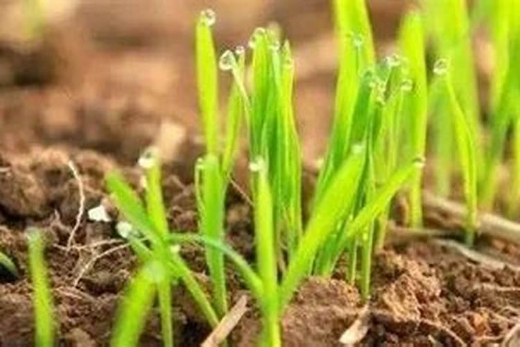 蒜黄种植新技术及大棚建造