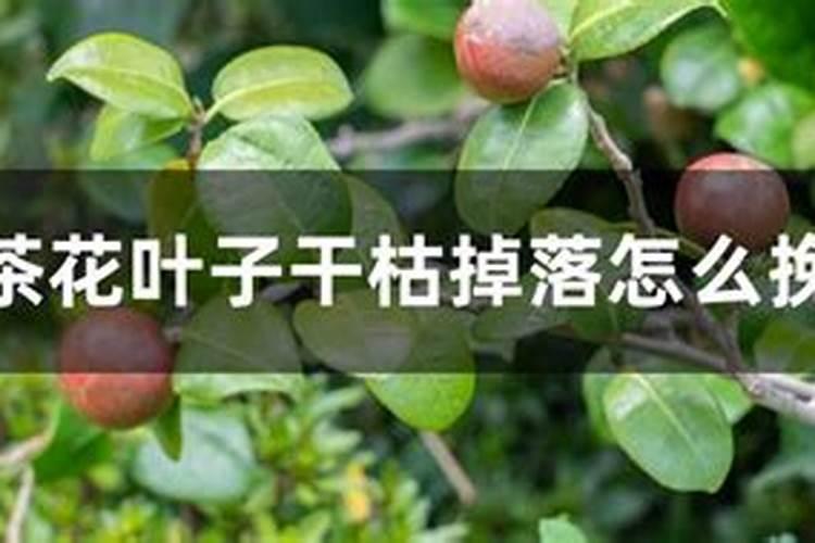 脐橙有哪些专用肥 如何进行施肥