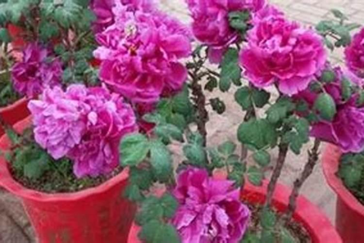 芒果施肥方法和注意事项 如何给芒果施肥