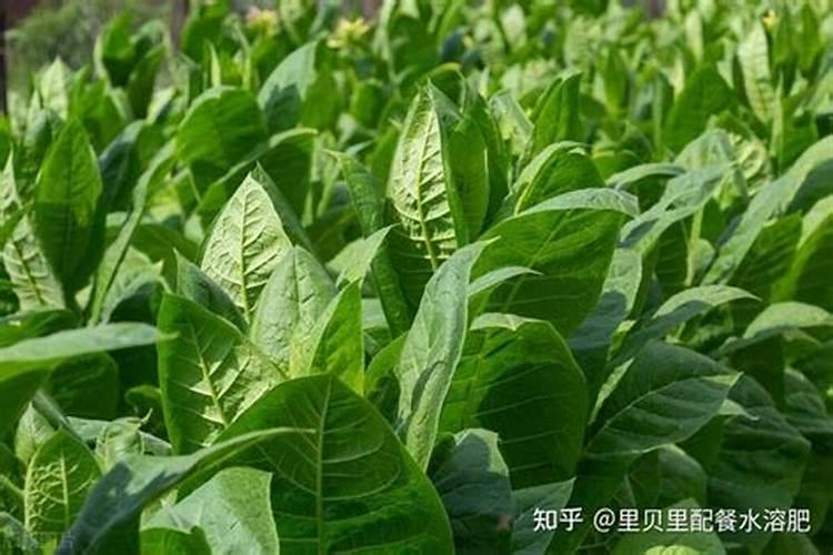 阴雨天为什么不能施肥