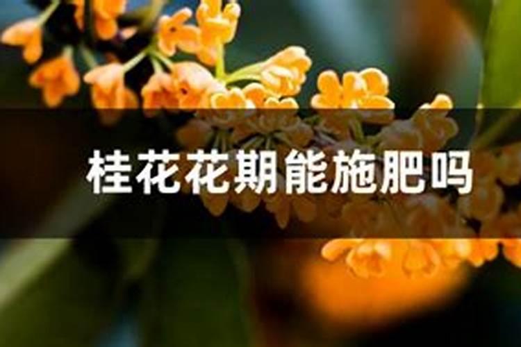 茶花可以施复合肥吗 什么时候施肥合适