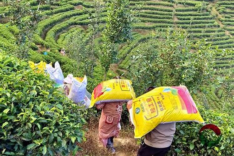 茶叶叶面肥什么时间吸收最好？