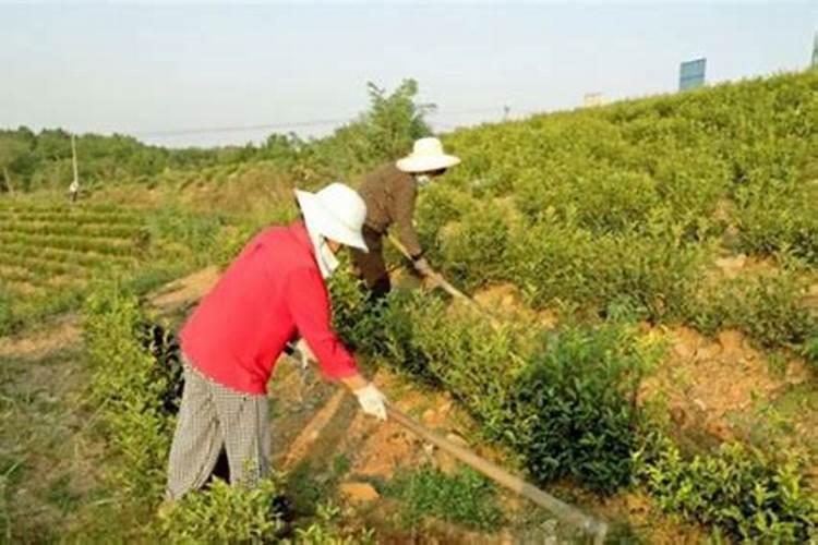 茶叶冬肥什么时间施最好？