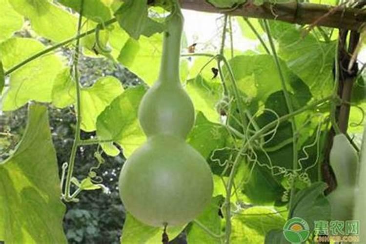 葫芦的施肥方法
