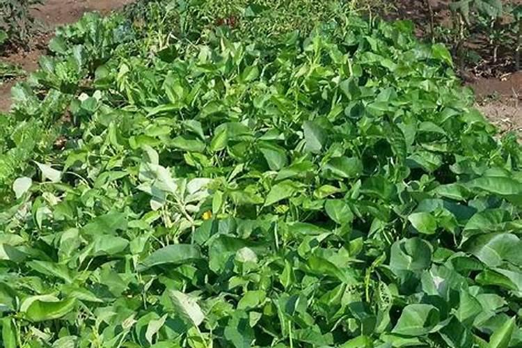 空心菜施什么肥料最嫩