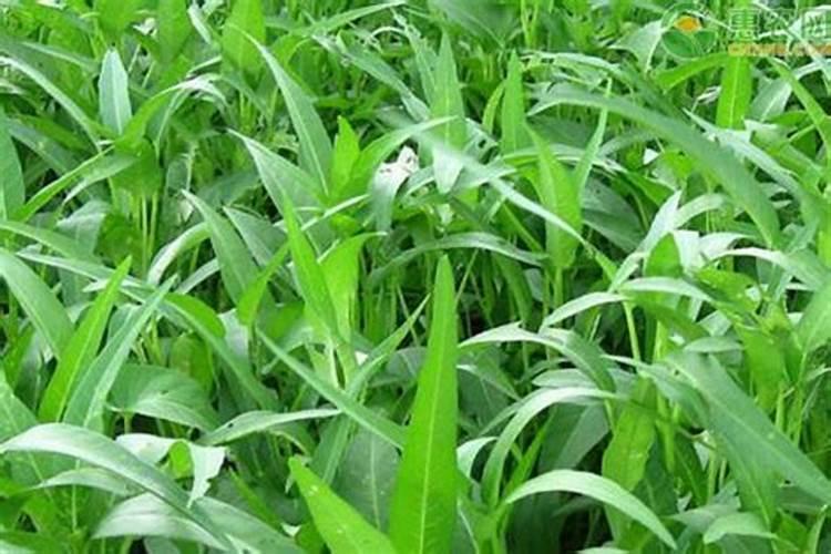 空心菜多久施一次肥 需要什么肥料