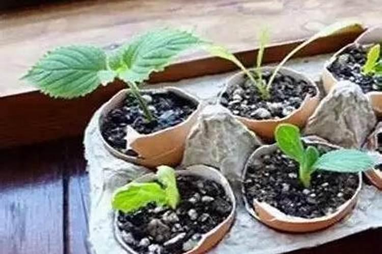 红堤葡萄喷施芸苔素的作用.能喷施几次？