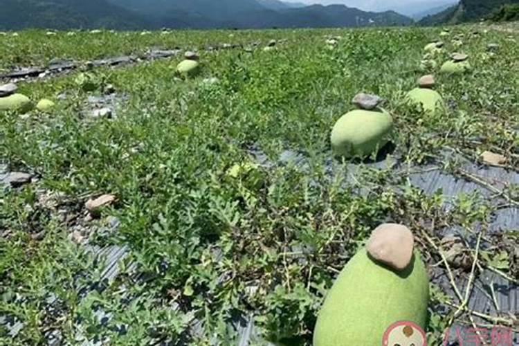 什么菜蛋白质,安基酸多