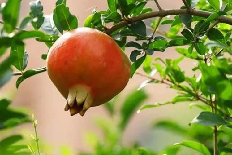 如何种植石榴树