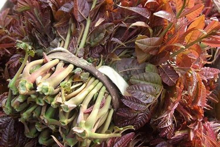如何种植香椿树