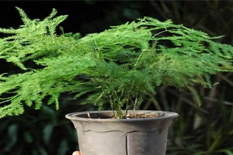 硫酸钾肥的正确使用方法