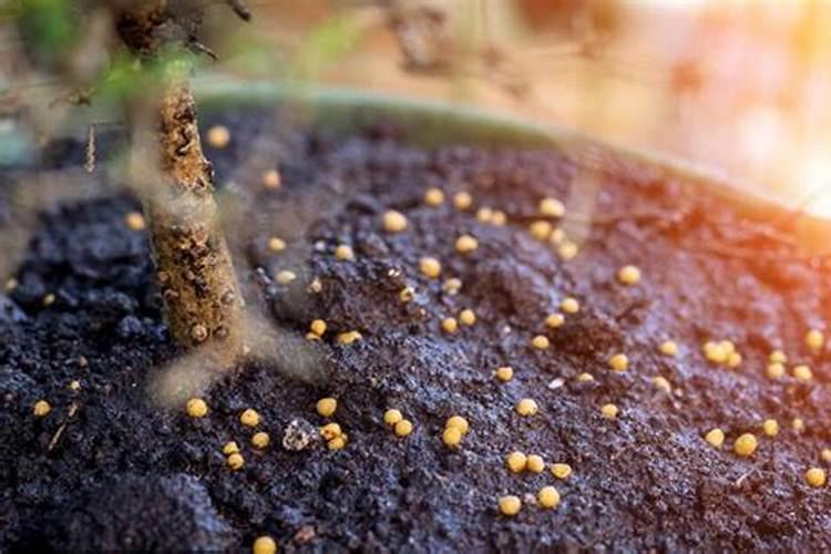 种植土豆用什么肥料好 种植土豆用的肥料