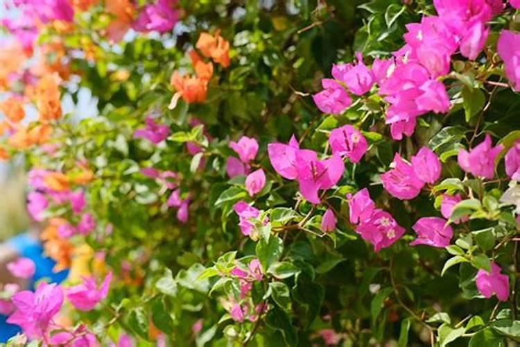芸苔素1克兑多少水