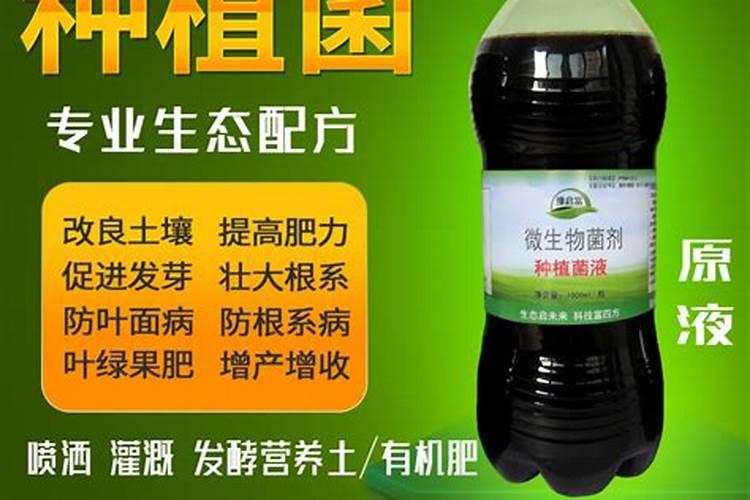 用在杨梅树的em菌使用方法