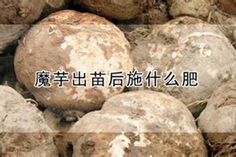 魔芋可以喷洒磷酸二氢钾吗？