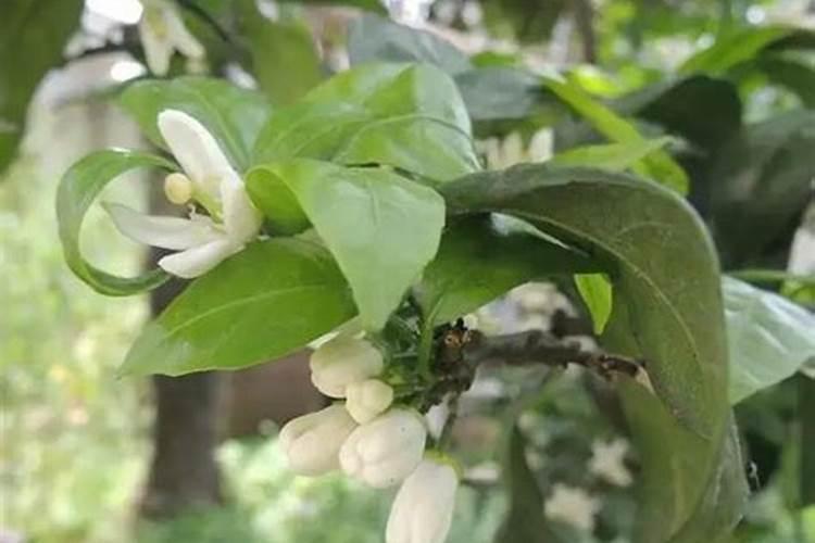 柑橘开花时期适合用啥肥料