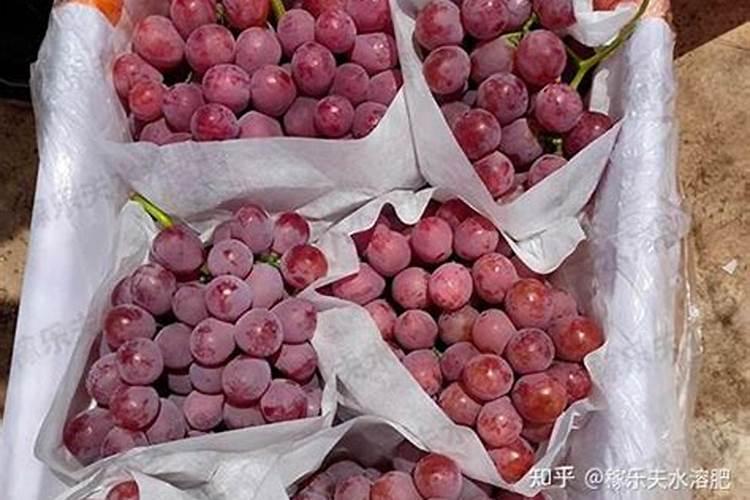 茶叶什么时候施肥最好 茶叶什么时间施肥最合适呢