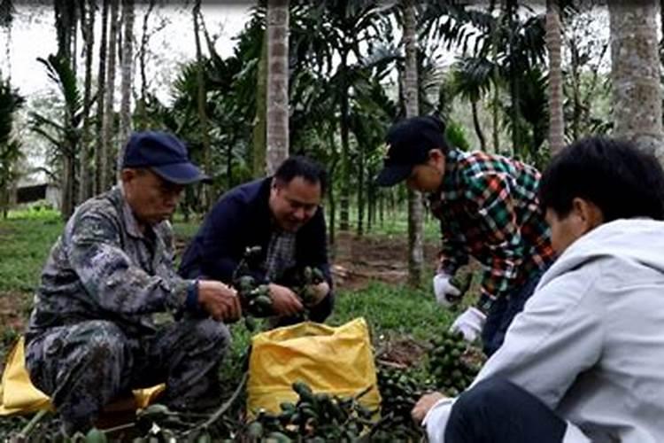 巧棵力是什么肥料