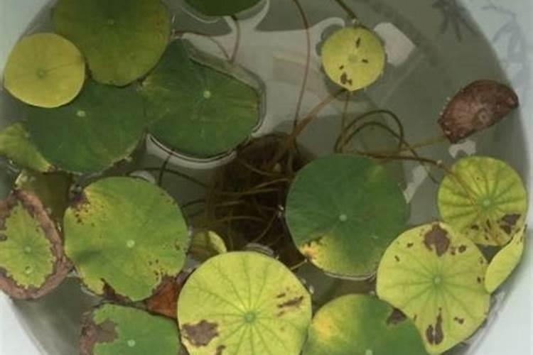 大棚油桃膨大期的管理