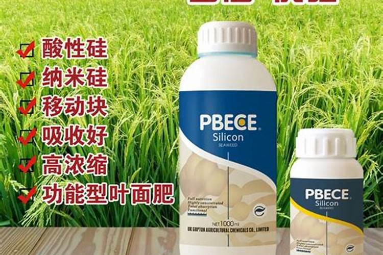 水稻直播,怎样施肥获高产？