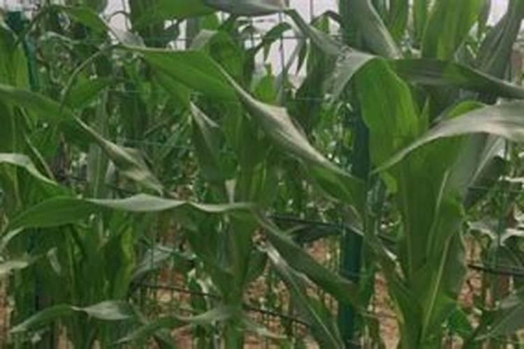 雷竹笋反季节种植稻壳覆盖一般厚度是多少