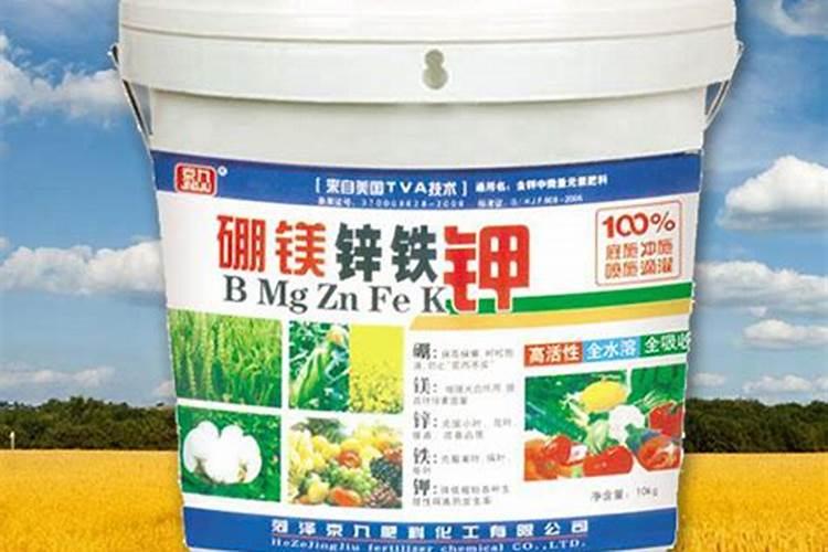 红花继木怎么扦插