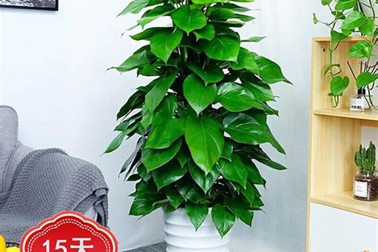 大叶绿萝如何施肥
