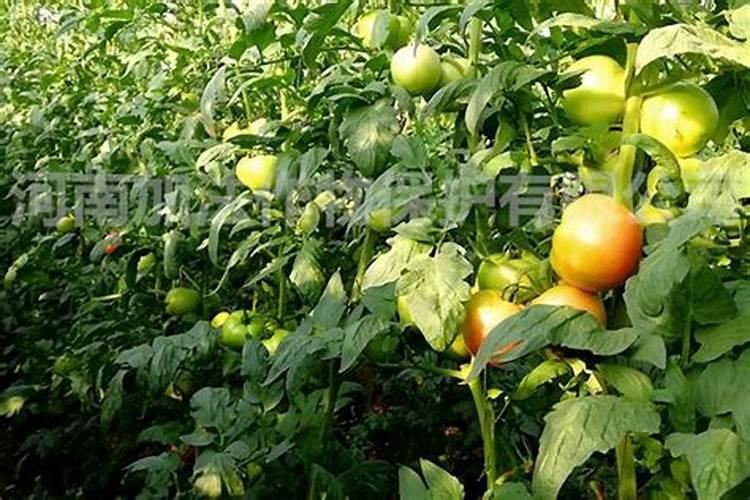 西瓜要怎么样种植才会甜