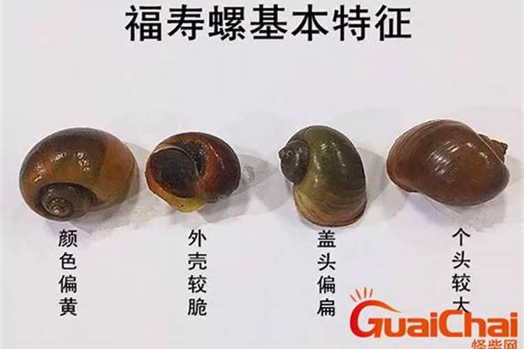 福寿螺卵回收之后会被作何使用