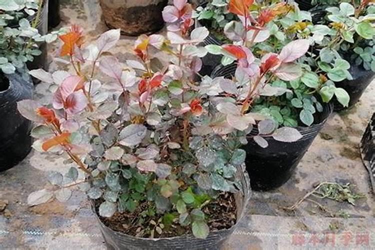 新长出的玉米植株发红,是什么原因造成的？