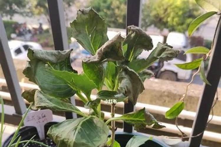 黄豆叶面肥什么时打合适,喷药有什么技巧