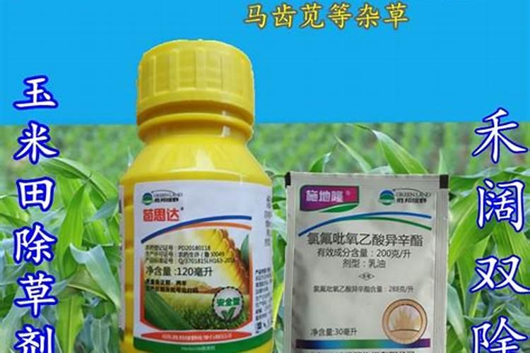 玉米采用这种方法种植超简单,每亩只需投入7天工