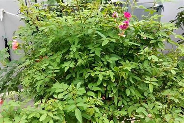 月季花可以用磷酸二氢钾肥吗(月季适合施什么肥料长得好)