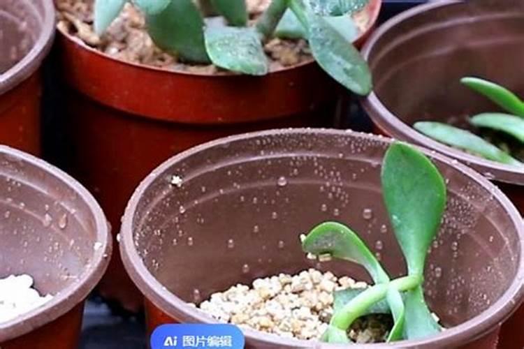 兰花怎样换盆移栽