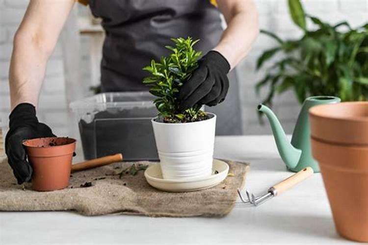 盆栽花怎样用钾肥(钾肥浇花)