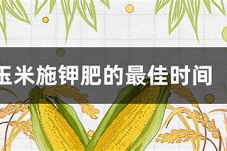 玉米什么时期用硝酸钾最好