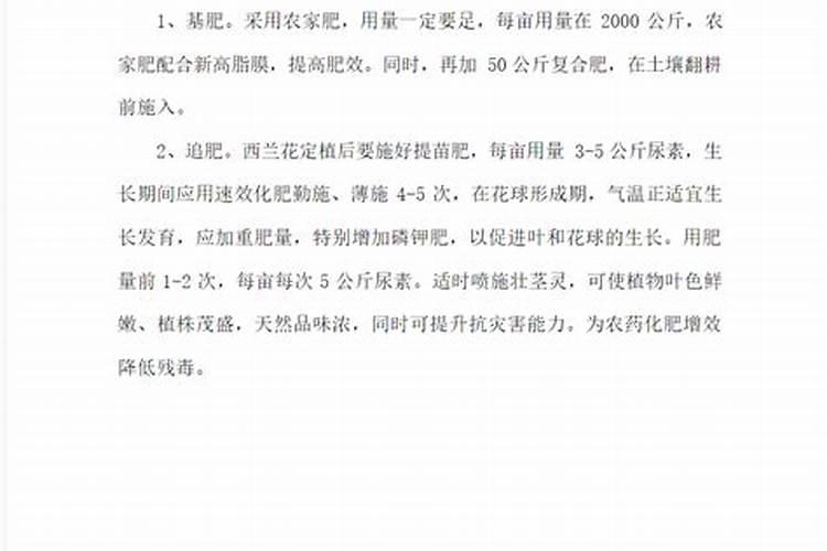 西兰花四个种植阶段技巧 西兰花怎么养殖